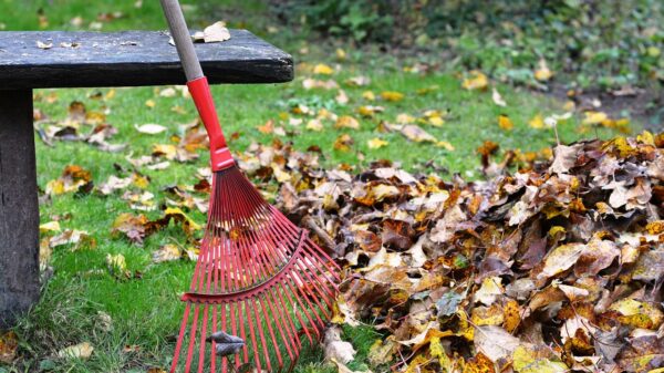 rake, rob, nature, raking, leaves, autumn, rake the leaves, cleaning