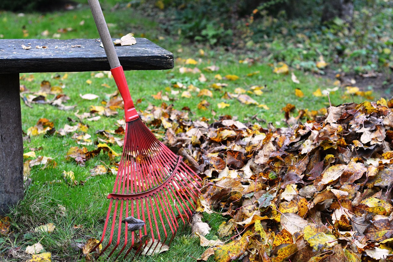 rake, rob, nature, raking, leaves, autumn, rake the leaves, cleaning