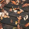brown dried leaves on brown wooden floor