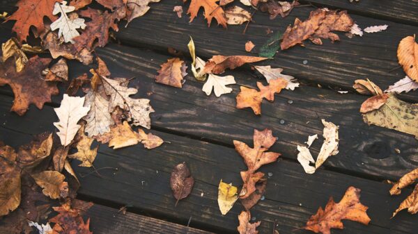 brown dried leaves on brown wooden floor