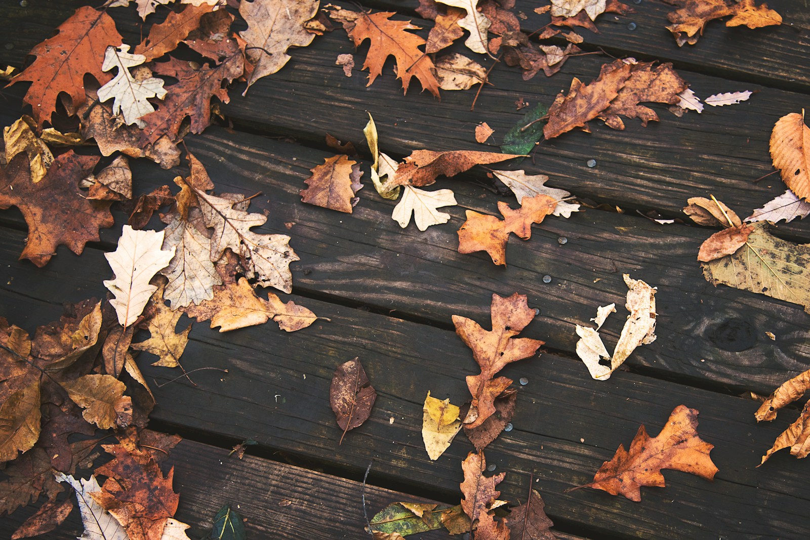 brown dried leaves on brown wooden floor